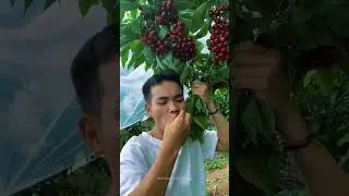 fresh cherry 🍒🍒 #amazingfruit #freshfruits #fruit #fruitfarming #garden #fruitcutting