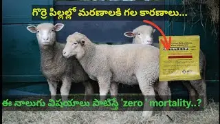 గొర్రె పిల్లల్లో మరణాలకి గల కారణాలు |causes of lambs death 