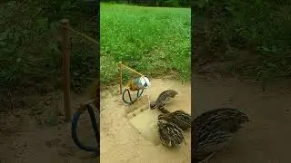 New DIY! Techniques for creating quail traps using cans and scissors #shorts