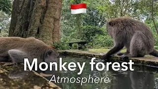 🇮🇩 Walk In Ubud Monkey Forest In 4K: Monkey Sanctuary Atmosphere | Indonesia