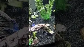 Black beard Algae under control ! #aquarium #fish #aquariumfish