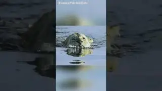 Riverside Ambush | Two Lions vs. Crocodile Showdown!