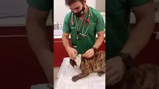 Vet tricks dog to get his injection
