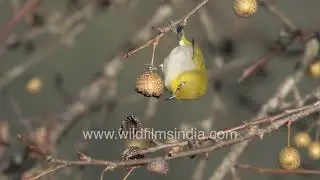 Indian White-eye is a cute bird, watch it cling upside down to dig into wild Himalayan pears