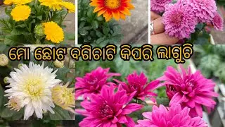 ମୋର ଛୋଟ ବଗିଚା ଟି କିପରି ଲାଗୁଚି #flowergarden #1000subscriber #1millionviews #viralvideo #newshorts 