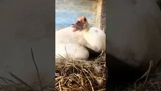 Muscovy Duck Helps Chickens Hatch Their Eggs