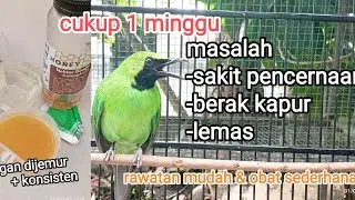 tips sederhana rawatan cucak ijo sakit pencernaan | berak kapur | lemas