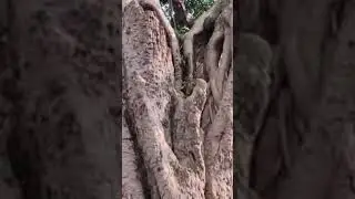 116.natural wonders #travel #swavlogs #song #love #nature #funny