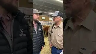 Cherokee Mini Herefords at the 2025 National Western Stock Show
