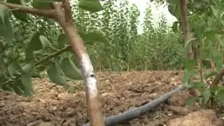 Kalemar - Dragan Radojević iz sela Četereže