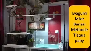 Iwagumi mixe Banzai fa&ccedil;on T'aqua Papy !
