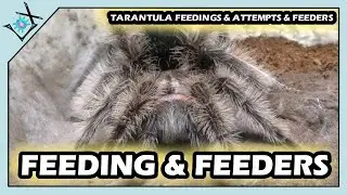 Post Molt Tarantula Feeding & Feeders I Use【Tarantula Post Molt & Feeder Colonies】