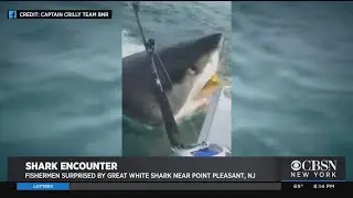 Great White Shark Surprises New Jersey Fishermen