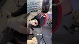 Что не так с этим голавлем?! #рыбалка #спиннинг #голавль