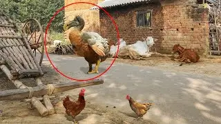 Los Animales Mas Raros Que Pensábamos Estaban Extintos