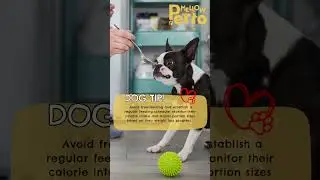 Mastering Your Dog's Weight Loss: The Importance of Feeding Schedule