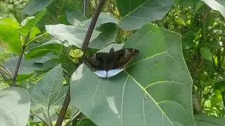 Butterfly Putali #Lexias dirtea&nbsp;Fabricius #Fauna #Insect #Beautiful #Video #YTVideo #YoutubeVideo