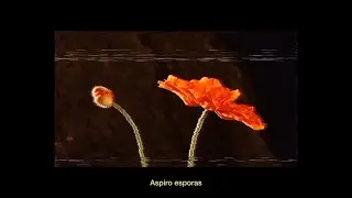 PARRIS - AMAPOLAS