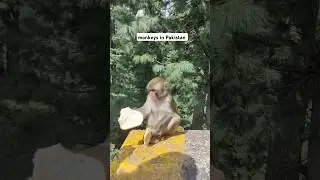 Monkeys in Pakistan #northern #trending #music #monkey #pakistan #narankaghan