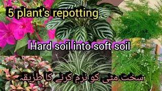 5 plant's repotting and soft soil making at home//Bloom with SI 