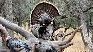 Talking wild turkey.  Enjoy the peaceful sights and sounds of nature.