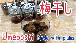 プラムで作る梅干し  Umeboshi made with plums