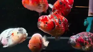 蘭壽金魚 泰獅金魚 熊貓三色