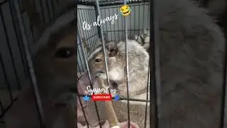 She ALWAYS did that 😂😂 #animals #pets #animallover