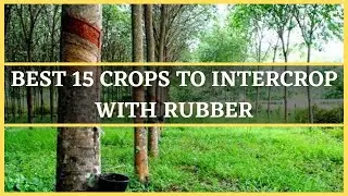 RUBBER INTERCROPPING: BEST 15 CROPS TO INTERCROP WITH RUBBER | VEGETABLES TO INTERCROP WITH RUBBER