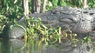 3 BIG alligators and 2 cooter turtles -- all coexisting in The Villages, Florida