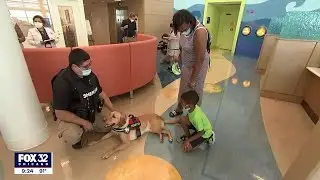 Therapy dogs spreading cheer at Chicago children's hospital
