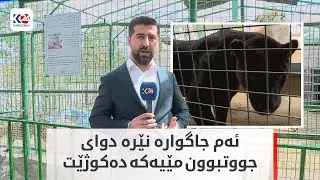 جاگوارێکی ڕەش لە باخچەی ئاژەڵانی هەولێر هەیە