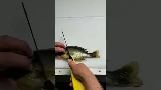Filleting Panfish with an Electric Knife. Easy and quick method to clean your fish. #shorts