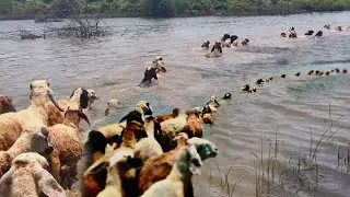 Sheep Swimming In River