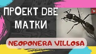 The ants of the Neoponera villosa. The two uterus project. Continuation