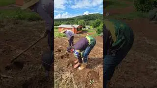 Plantio de Repolho #diaadiadamulhernocampo