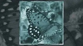 butterfly // the owl