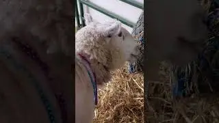 Cooler than I thought - Sheep eating hay through a cool feeder at Topsfield Fair.