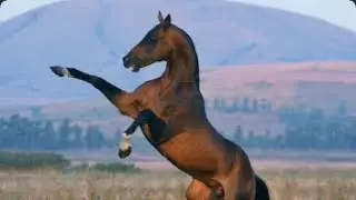 Exotic Horses: 15 Captivating Breeds and Their Unique Traits