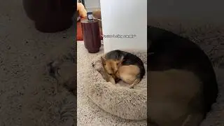 My foster puppy nervously attempted to snuggle with my dog