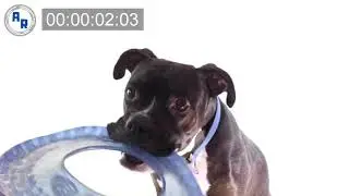 Dog playing with Frisbee, pulling tug o war toy ~ Animation References