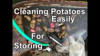 How  to clean your potatoes easily before storing.