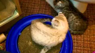 Pixel and Gadget play with their Turbo Scratcher - Highlander kittens
