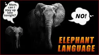 Language Of Elephants  - How Does The Biggest Land Animal Communicate?