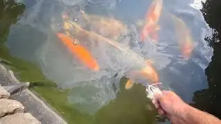 Why i keep koi 🤬😍🤔😃