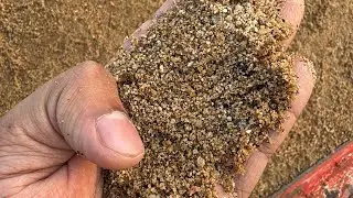 এই সিজনের দেশের সবচেয়ে ফ্রেশ এবং সোনালি কালারের বলি এসে গেল আমাদের ঘাটে ।call:01852532594 stock