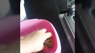 Cozinhando brócolis na múltipla Tupperware