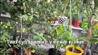Слухаємо тишу після звуку сирени і нагадуємо собі &mdash; життя продовжується 🌱