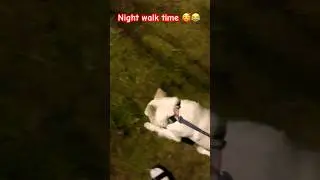 Night Walk🥰 #cocoarmy #trendingshorts #pomeranian #dogfunny #dogs #funny #viral #ytshorts #trending