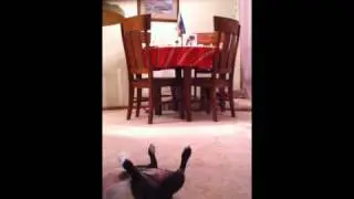 Stuntdog